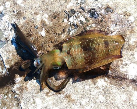 エギング秋シーズン開幕！